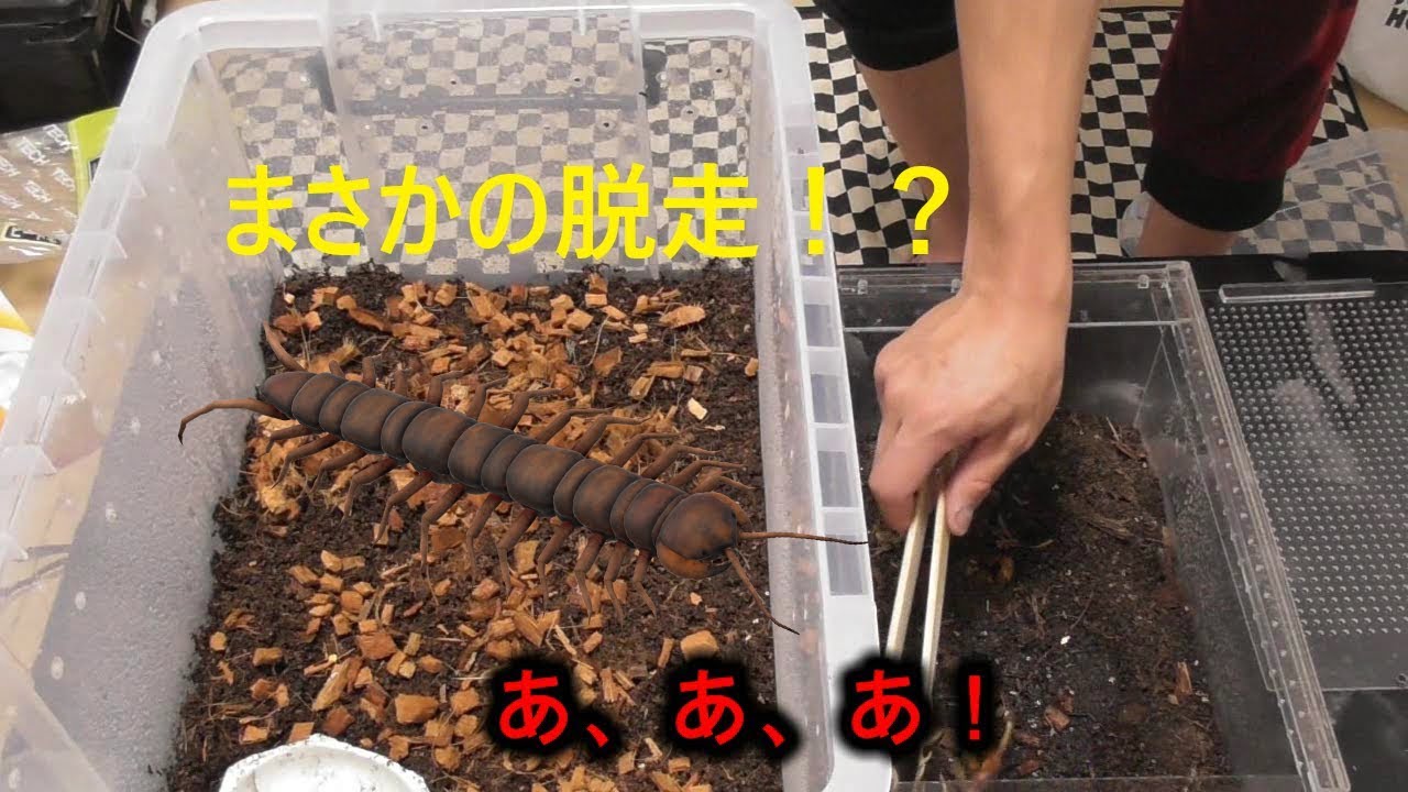 【オオムカデ】ぺルビアンジャイアントオオムカデの引っ越ししてたらハプニング！？