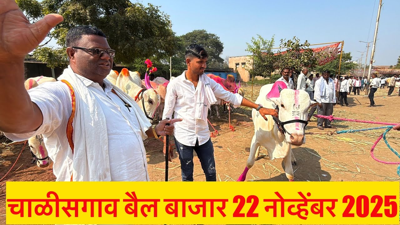 चाळीसगाव बैल बाजार live 🔴 22 नोव्हेंबर 2025 || Chalisgaon bail bajar #khilari #bailbajar 