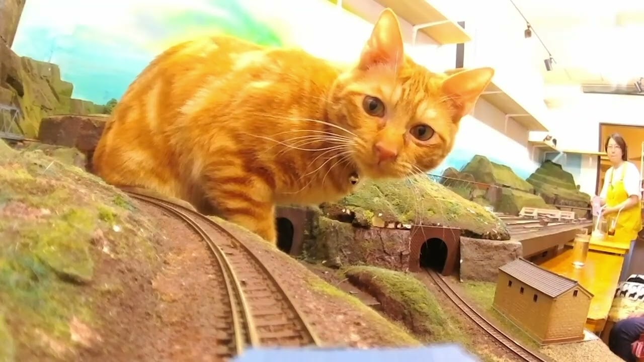Memories of many cats at a memorable place. Long story