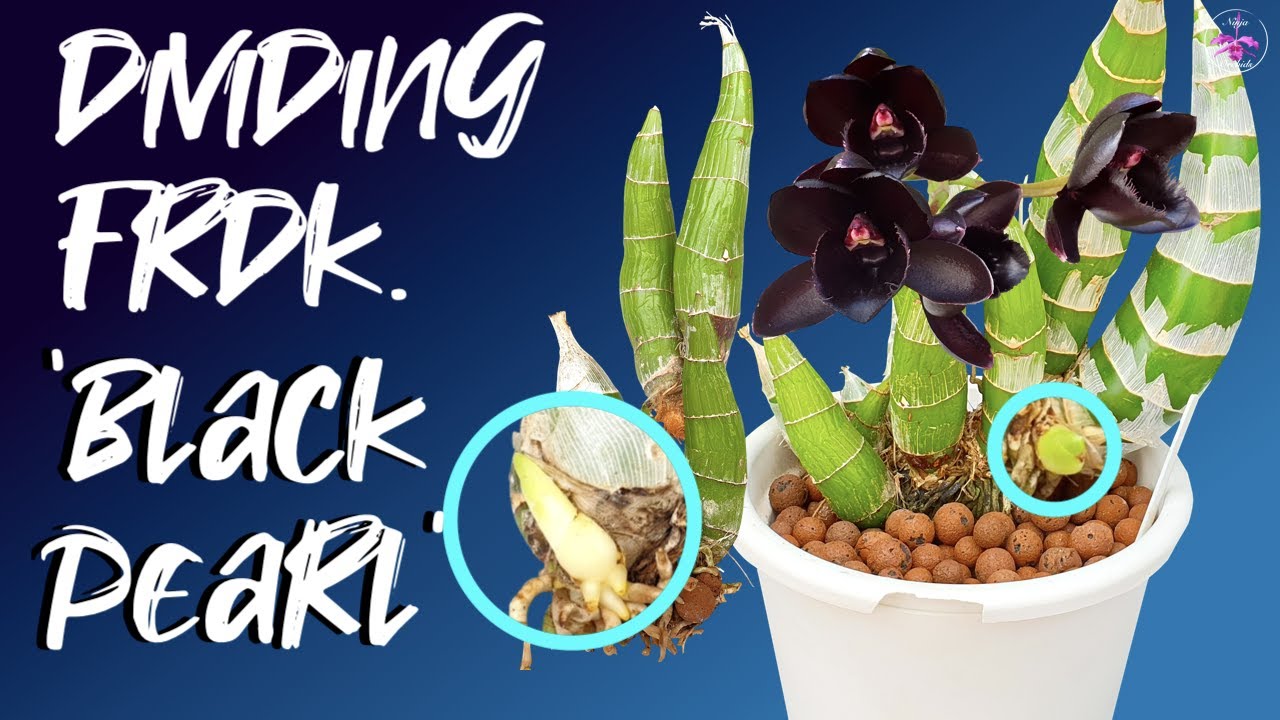 Dividing Fredclarkeara After Dark 'Black Pearl' | Tutorial | Set up | Update #ninjaorchids