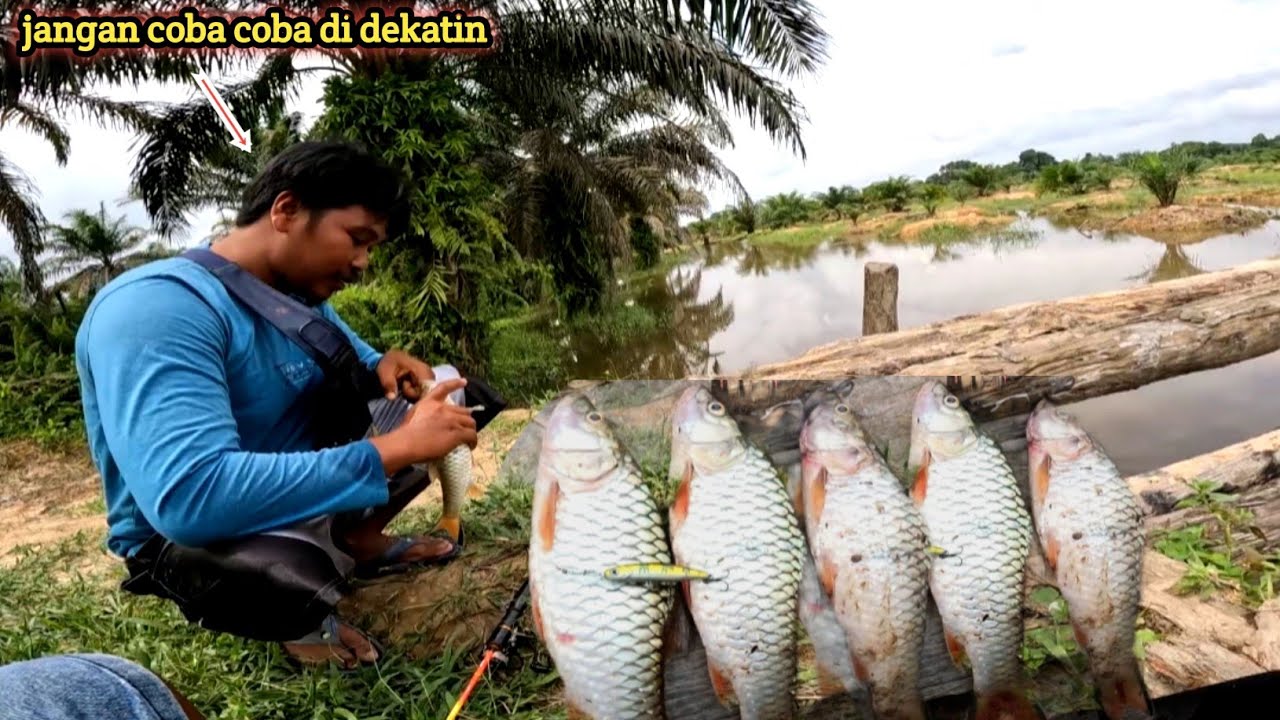 Mancing ikan !! Kalah saing dengan pemancing ini terpaksa mundur teratur daripada teraniaya 
