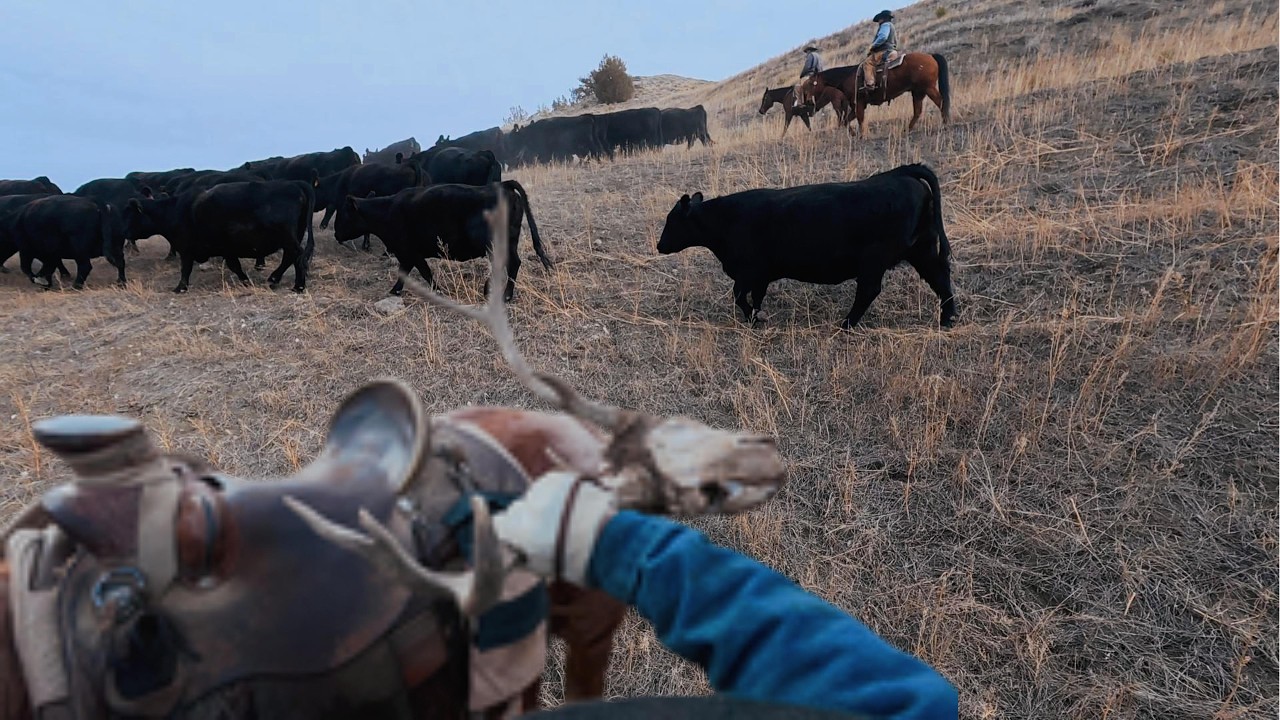 Cattle Drive VLOG - Let's bring the cows home!