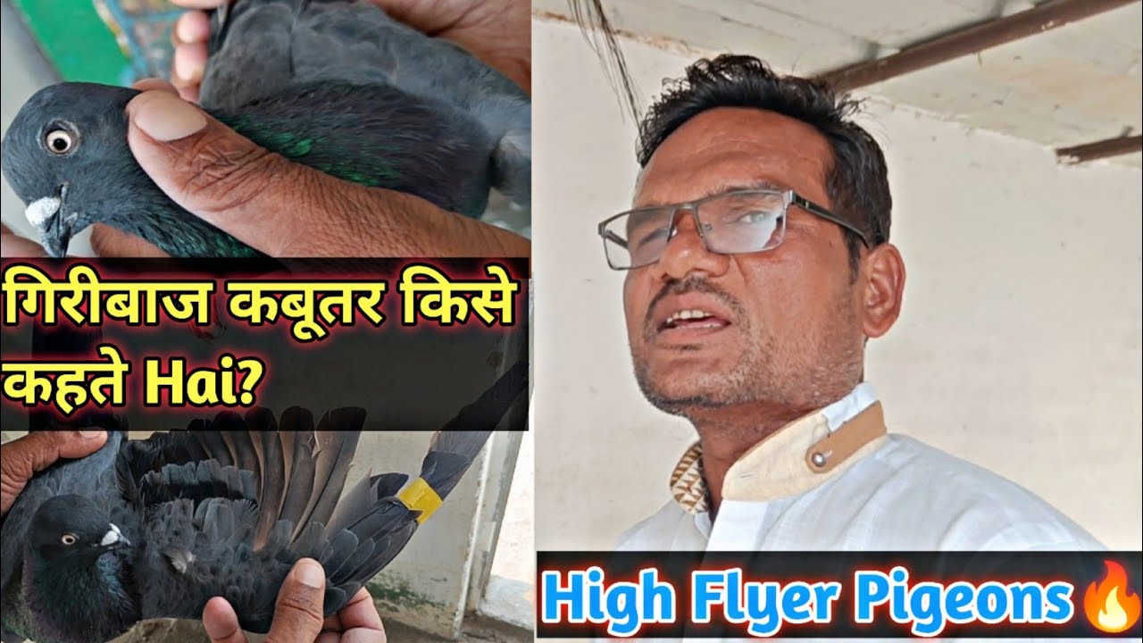 Giribaz Kabootar Kise Kehte Hai? | High Flyer Pigeons | Aniruddha Alone
