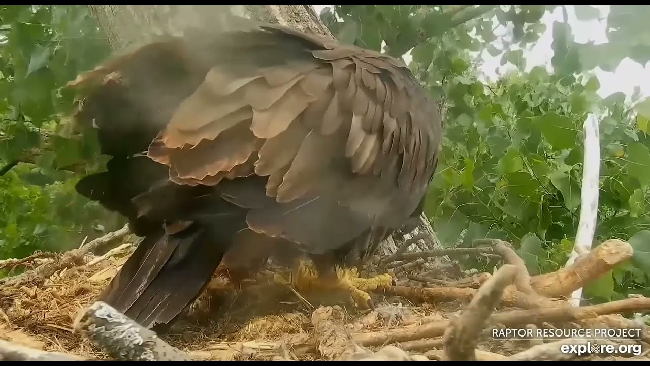 Decorah Hatchery Eagles food drop by HD 06 15 2023