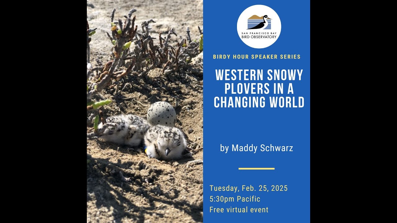 Western Snowy Plovers in a Changing World by Maddy Schwarz