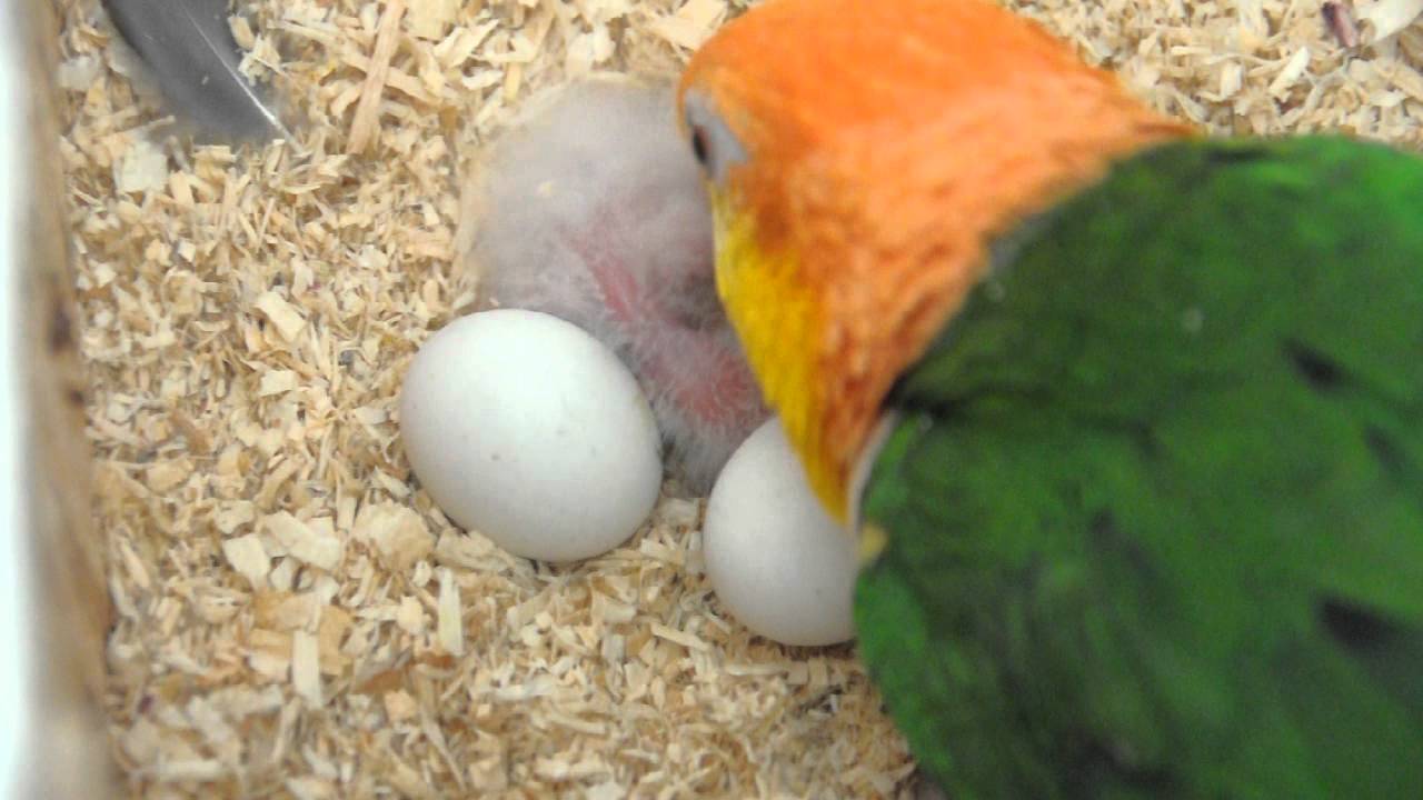 Papa White bellied Caique washing his baby