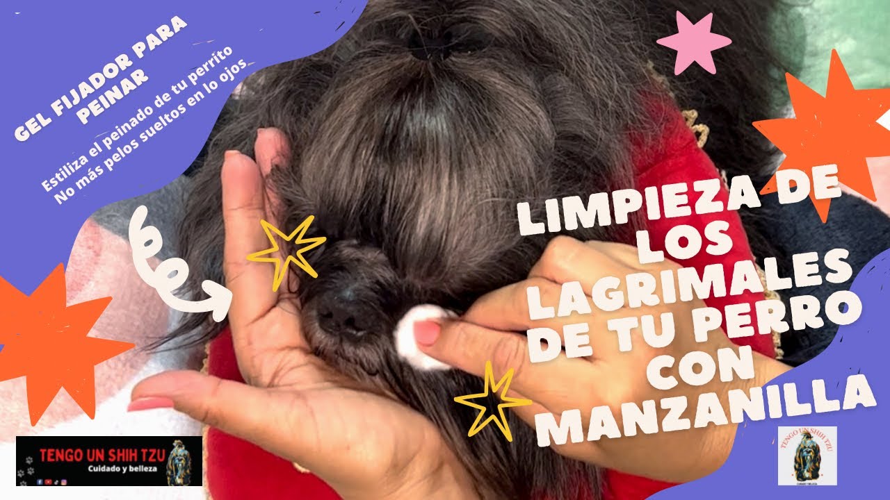 CÓMO LIMPIAR LOS LAGRIMALES DE TU PERRO CON MANZANILLA.SHIHTZU