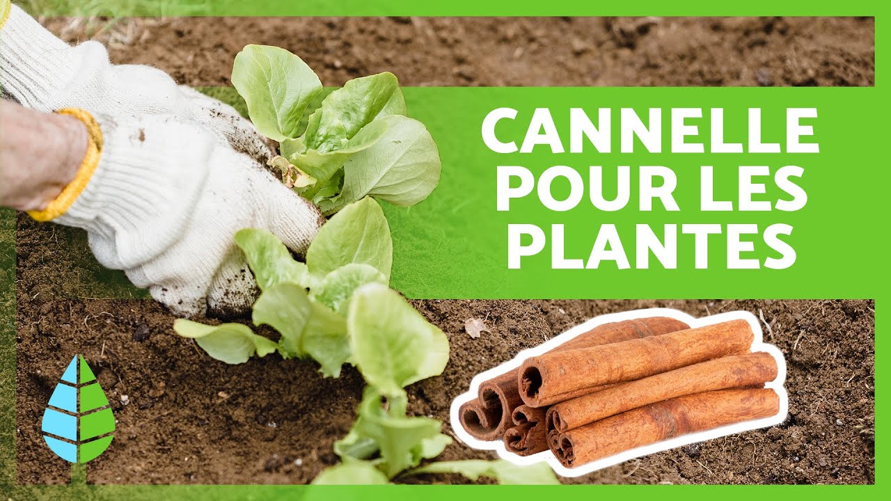 5 UTILISATIONS INCROYABLES de la CANNELLE pour les PLANTES 🌱 (BIENFAITS de la cannelle)
