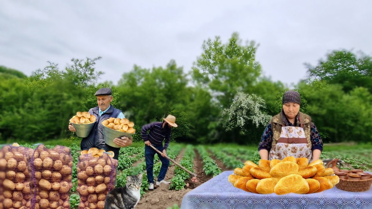 Собираем Свежий Картофель со Своего Огорода и Готовим Жареные Картофельные Пирожки.