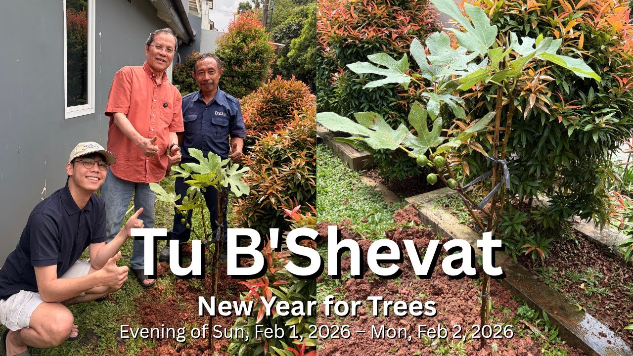 Tu B'Shvat (Tahun Baru Pohon) Evening of Sun, Feb 1, 2026 – Mon, Feb 2, 2026 | 15 Shevat 5786