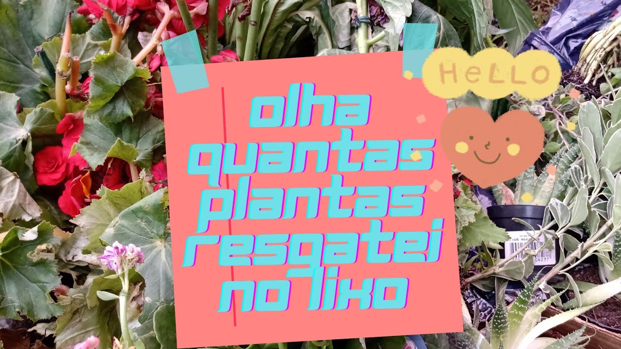 olha quanta plantinhas resgatei no lixo Hoje 🌴🌵🌹