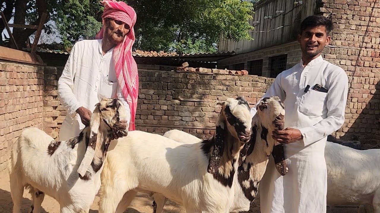 Mewati Totapuri Ka Sabse Quality Wala Farm | Jakir Bhai Ka Mubin Goat Farm Rajasthan.