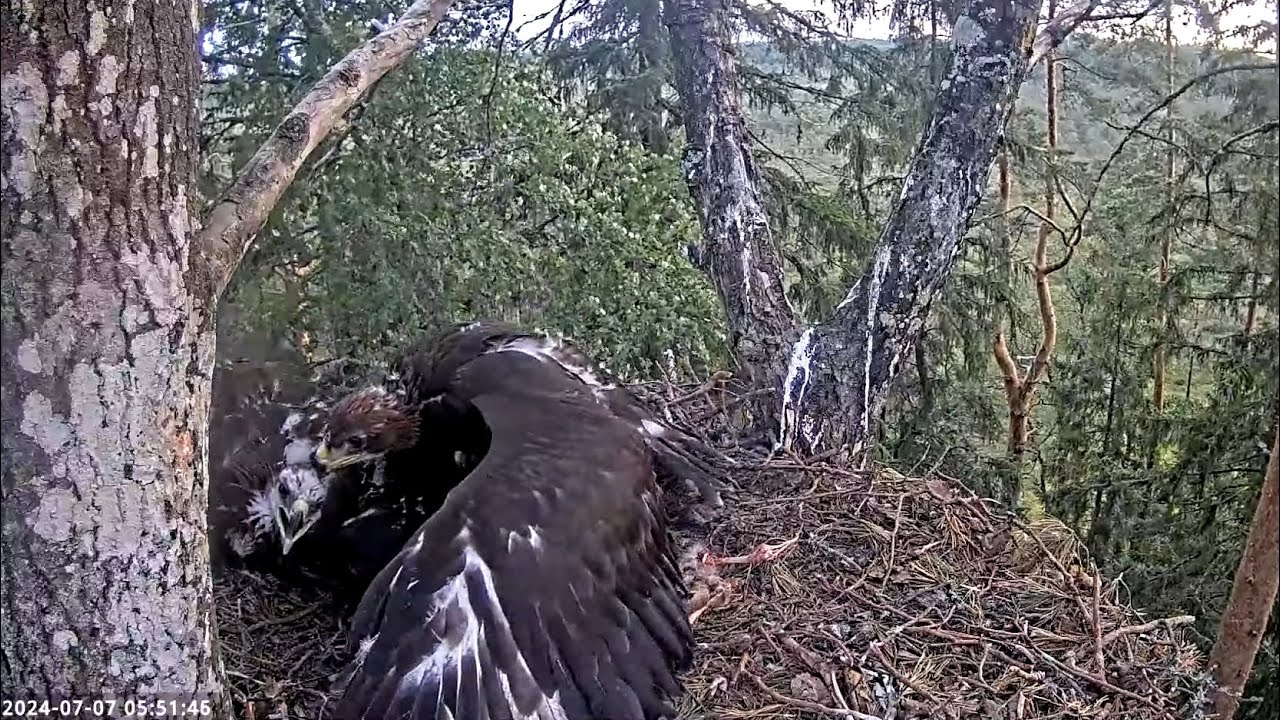 Kaljukotkas 2 / RIP💔Sweet Eaglet #2 💔#1 kills #2 ⚠️ / 07.07.2024