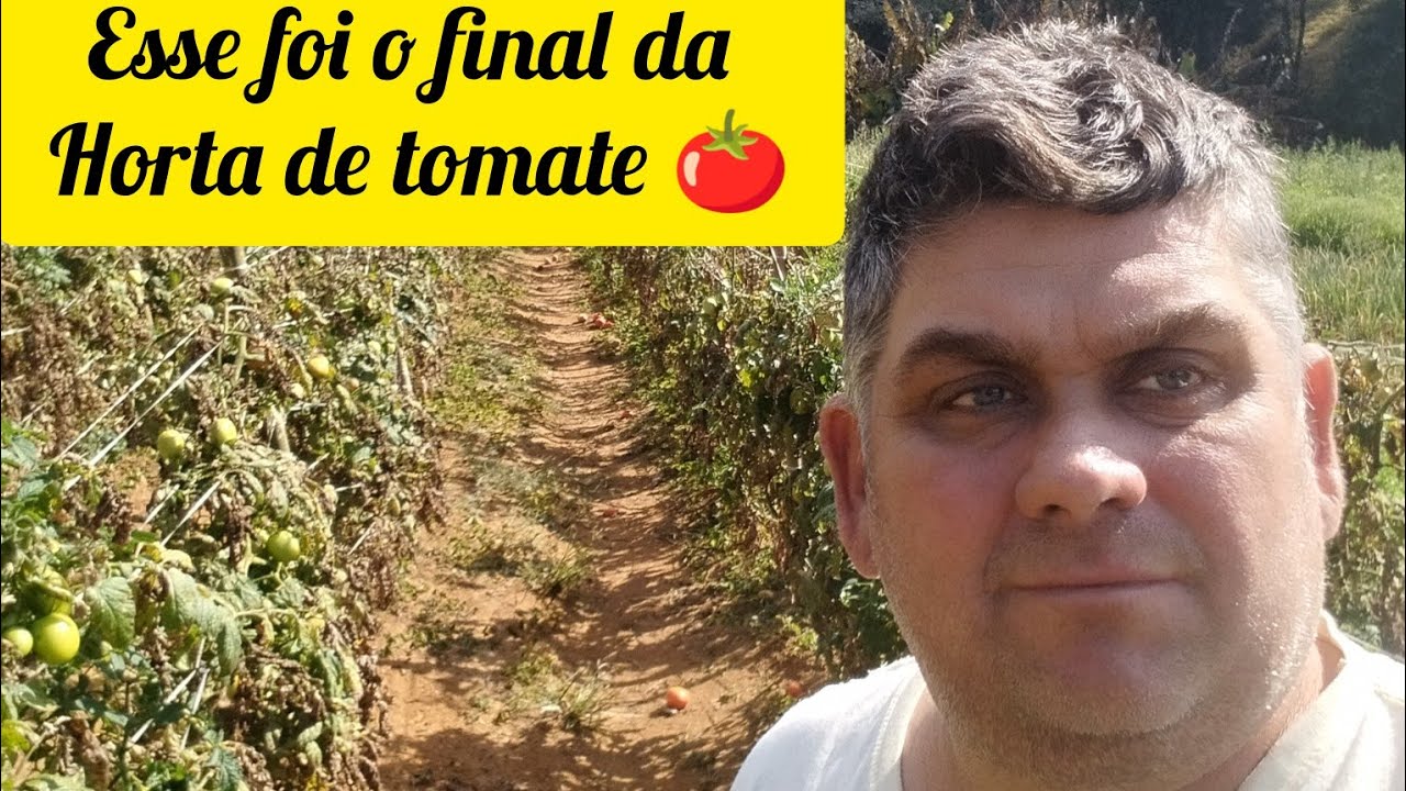 Geada mata horta de tomate!