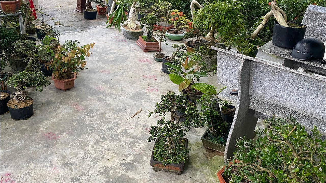 Ngày 9/3 lh 0775043679 hl ae các loại cây cảnh lh 0775043679 