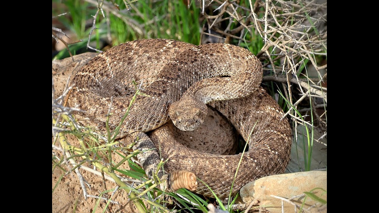 Western Diamondback Rattlesnake in the wild