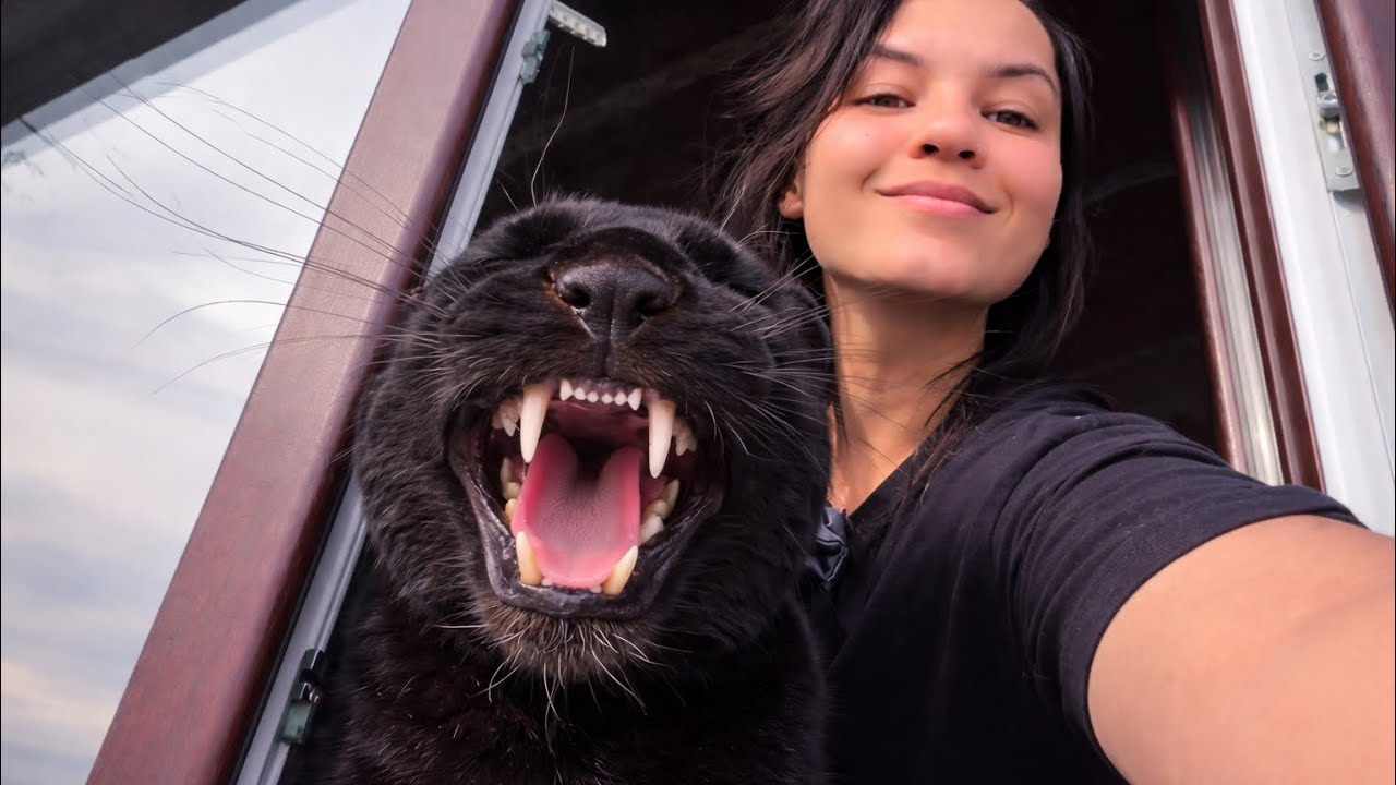 Приехали гости,пантера Луна не рада 😡