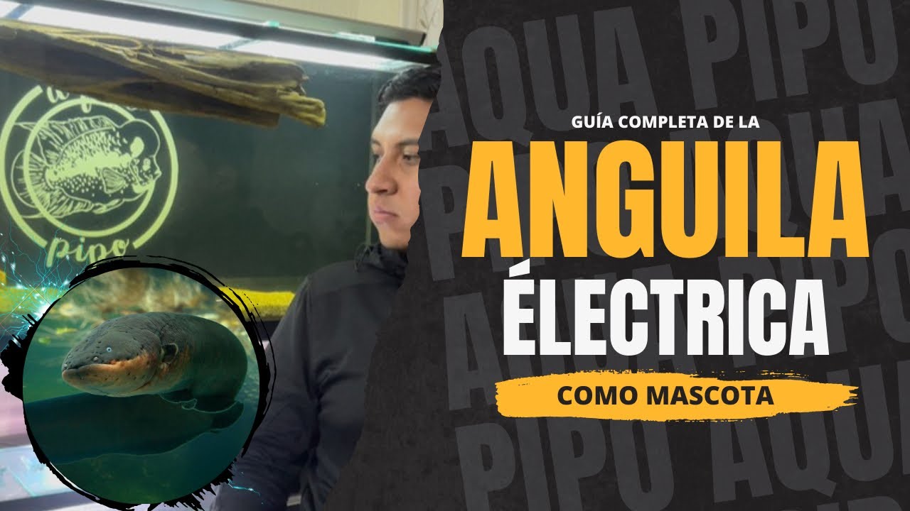 ”¡Todo sobre Anguilas Eléctricas: Cuidados y Cómo Tenerlas de Mascota!” || Aqua Pipo