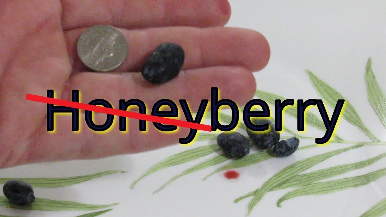 Haskap or Honeyberry Yezberry Sugar Pie®, and Yezberry® Solo™ taste test