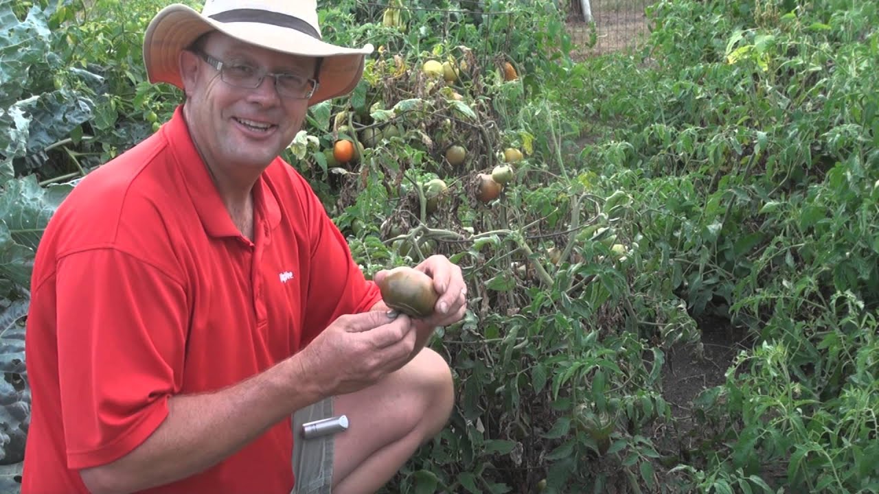 Cherokee Purple Tomato