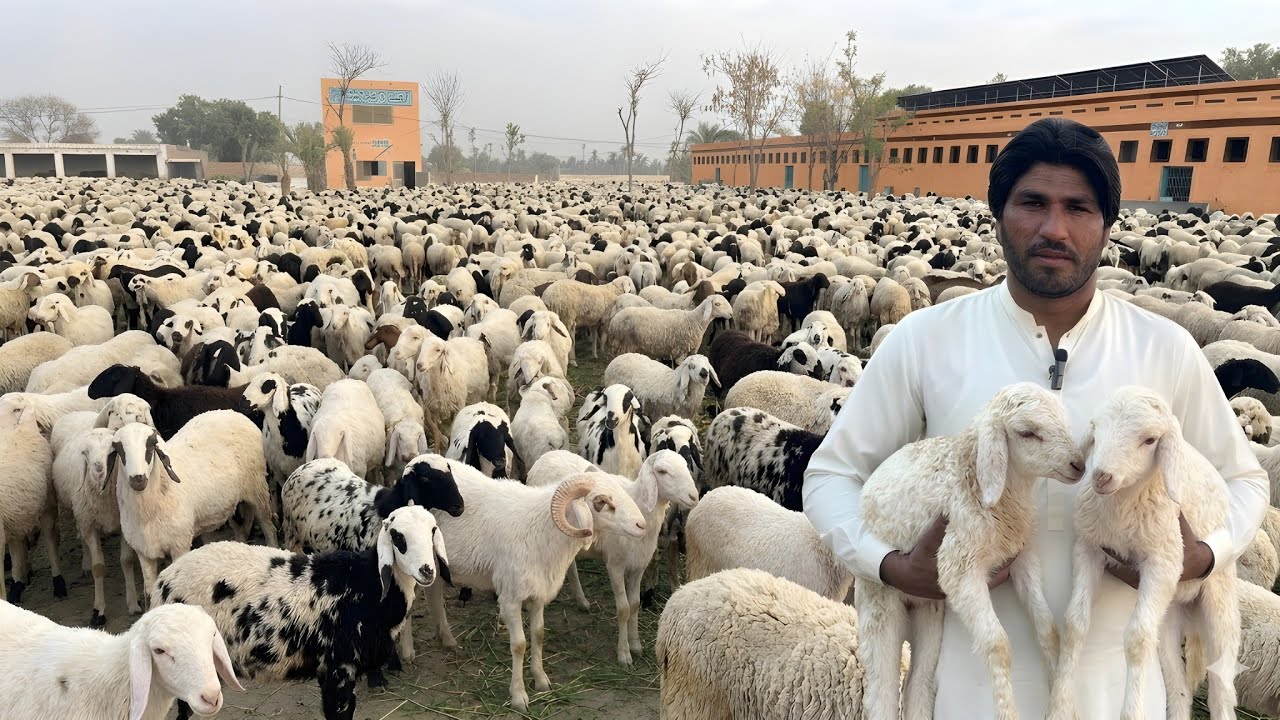 Pakistan's Biggest Sheep Farm | 1000+ Sheep at Samson Agro Farm | Sheep Farming in Pakistan