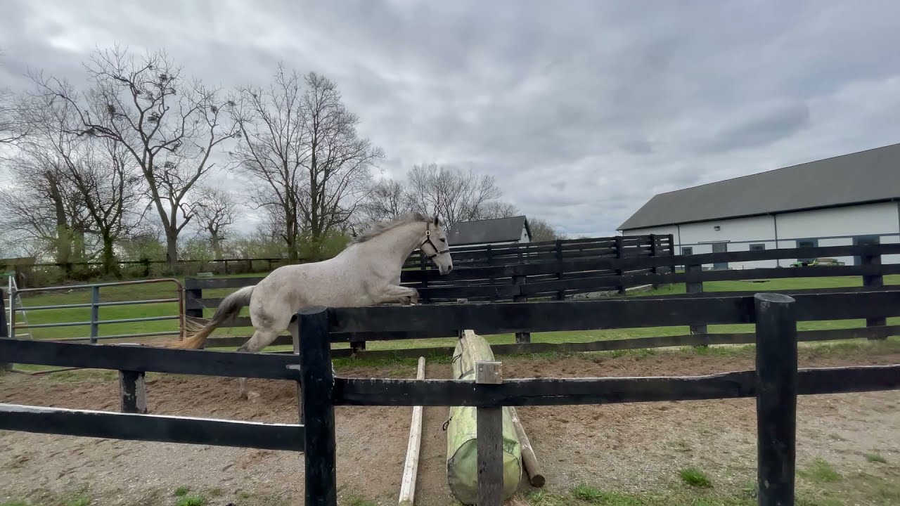 Dama Fina- Hitchcock Pen Free Jump