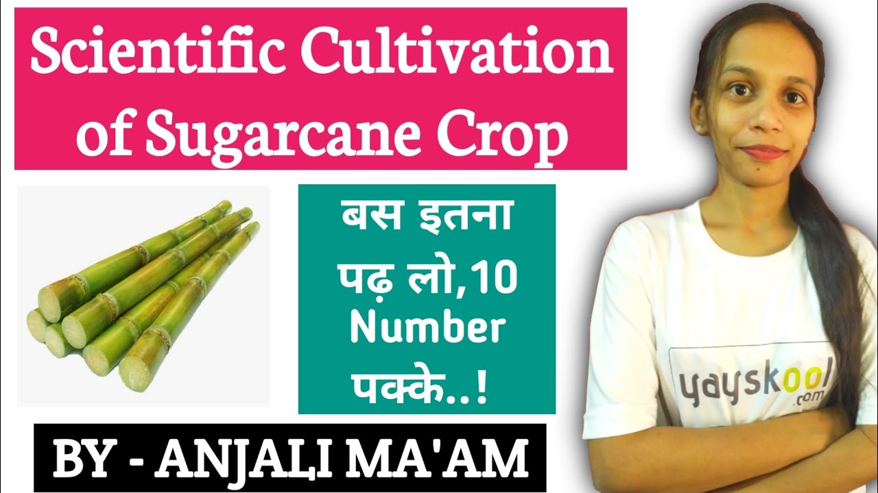 Cultivation of Sugarcane|FCI AGM, UPPSC DHO,IBPS AFO,ICAR JRF, ASRB NET,SRF,AAO,ADO|Agriculture & GK