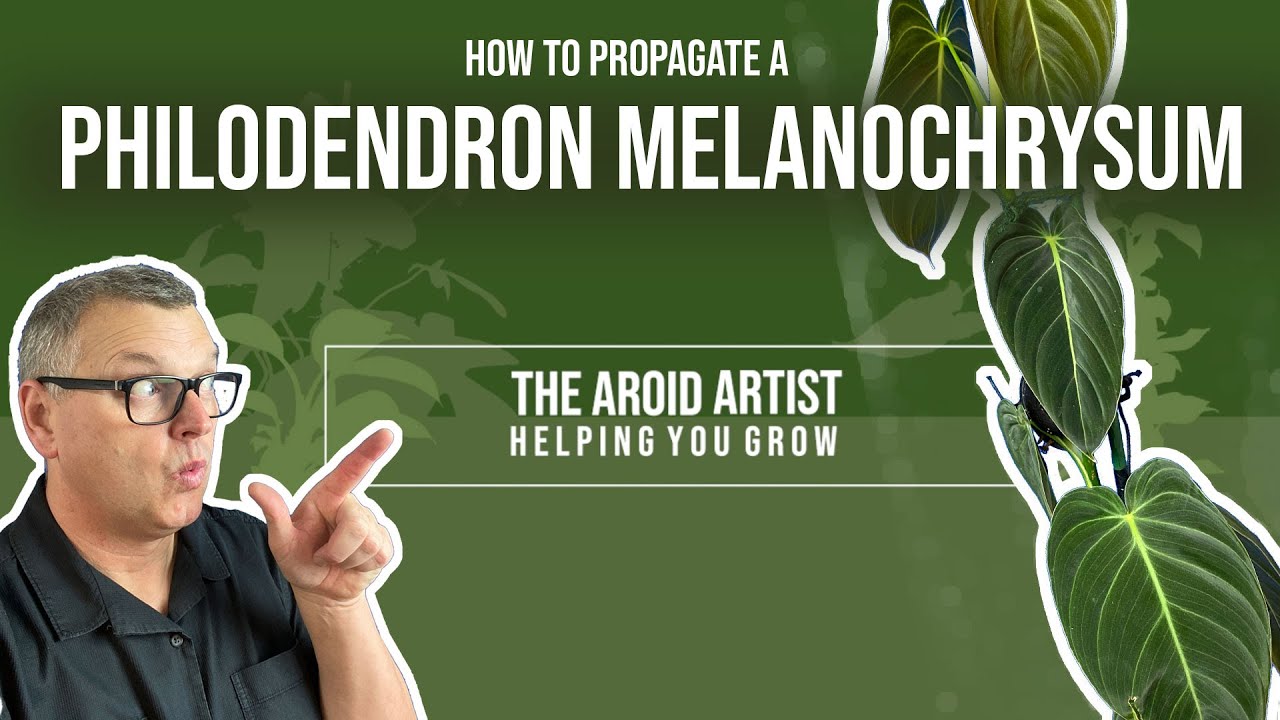 HOW TO propagate philodendron melanochrysum using sphagnum moss