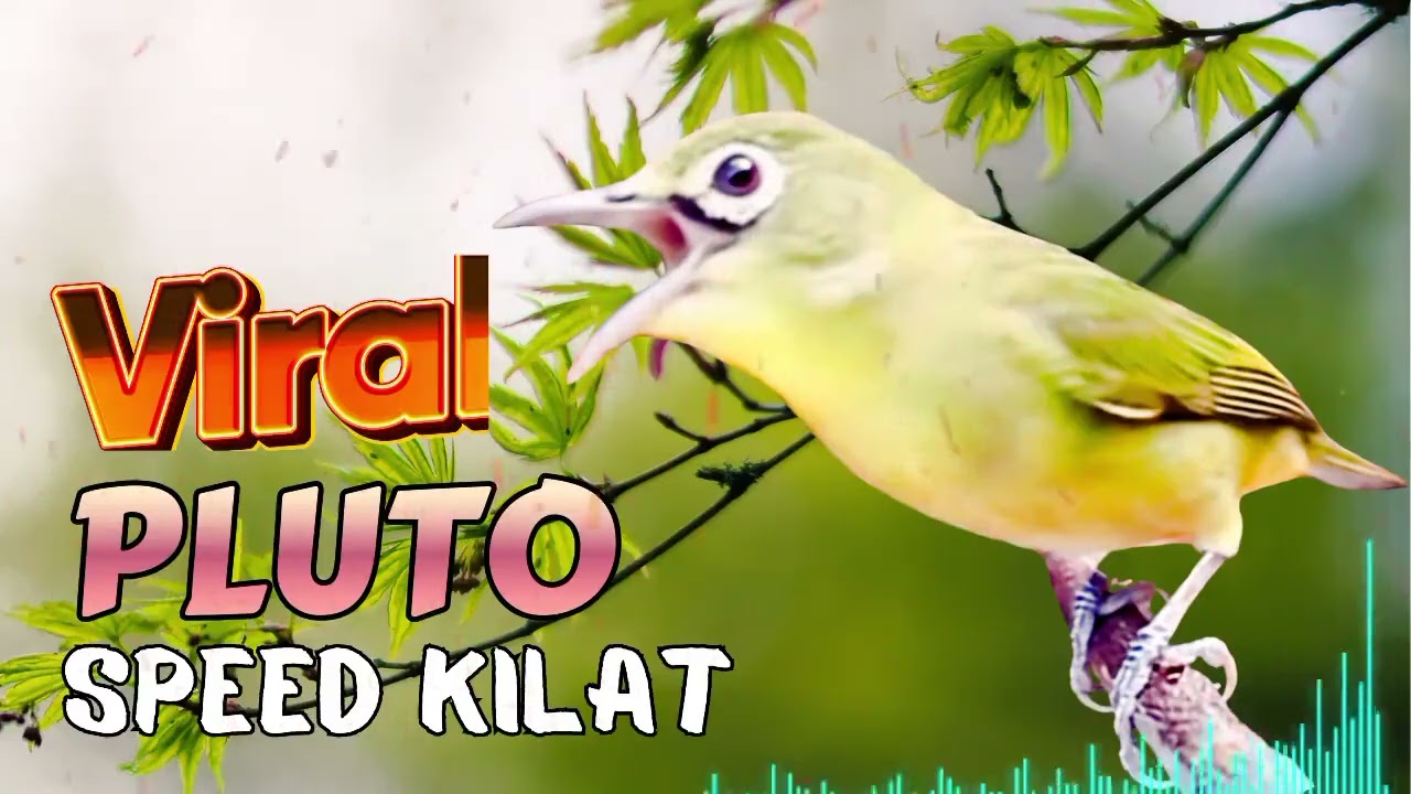 💥VIRAAL..!  CIAK - CIAK JOSS PLUTO SPEED KILAT | MASTERAN KECIAL KUNING LOMBOK JUARA