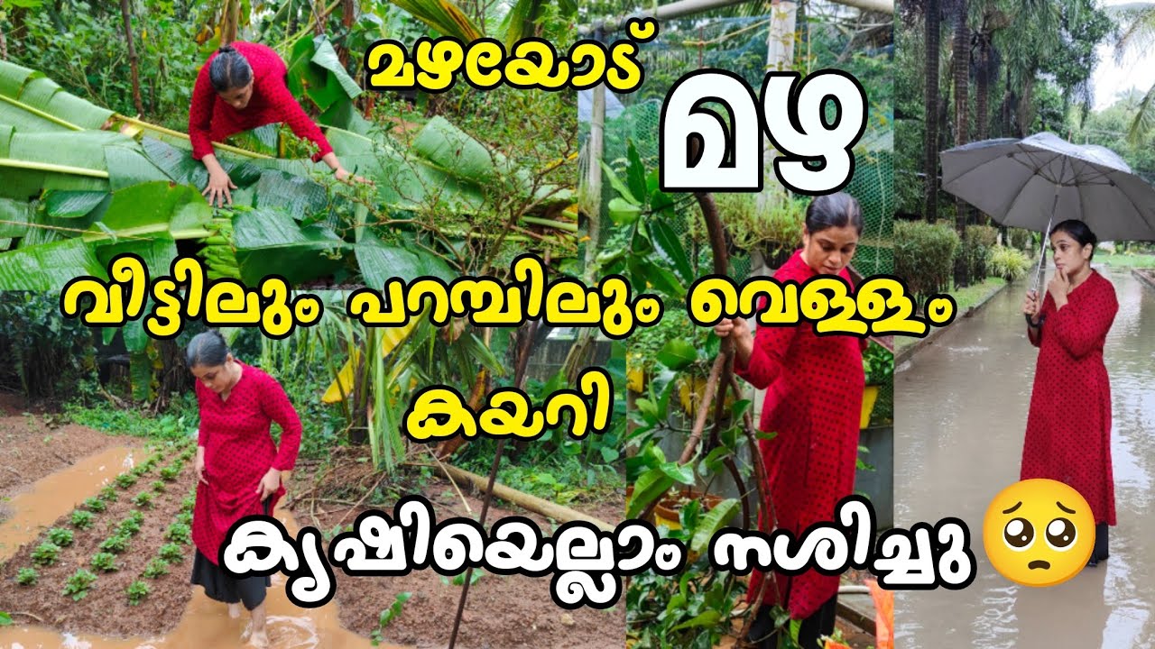 വീട്ടിലും പറമ്പിലും വെള്ളം കയറി 🥺 സങ്കടായി എനിക്ക് ഇങ്ങനെ കണ്ടപ്പോൾ | A Day In My Life #dayinmylife