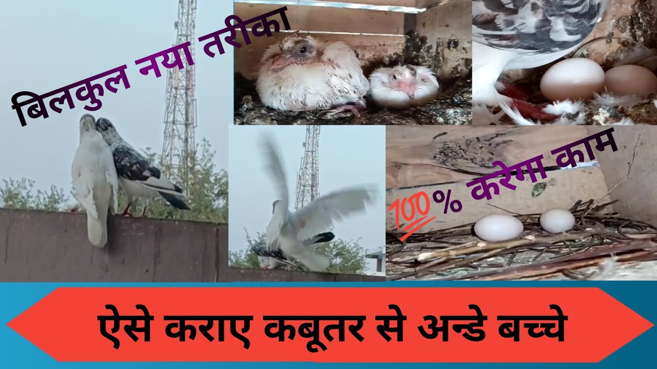 Kabutar Ke Ande Bachche Kaise Karae  I कबूतर से अंडे बच्चे कैसे कराये