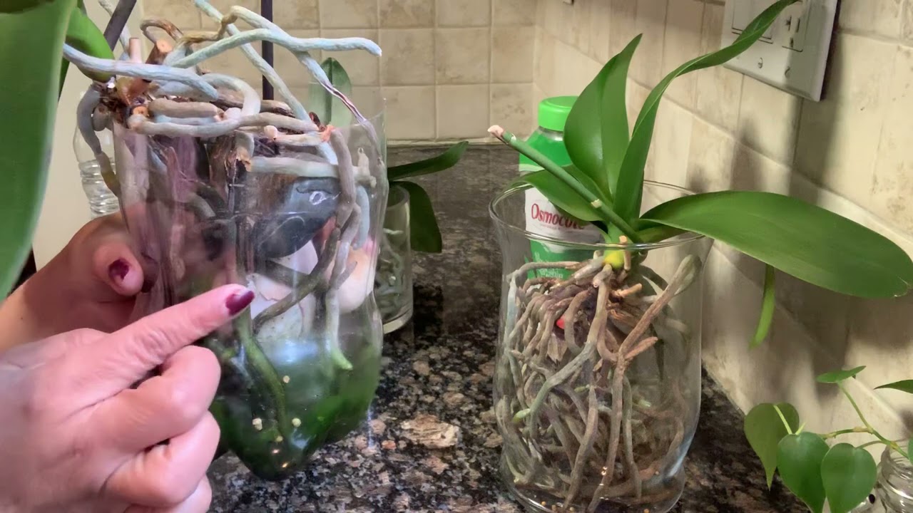 Mira cómo conservo a mis orquídeas en agua y una con floración