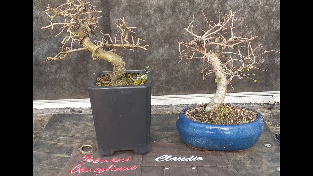 Tutorial rinvaso Bonsai Principianti