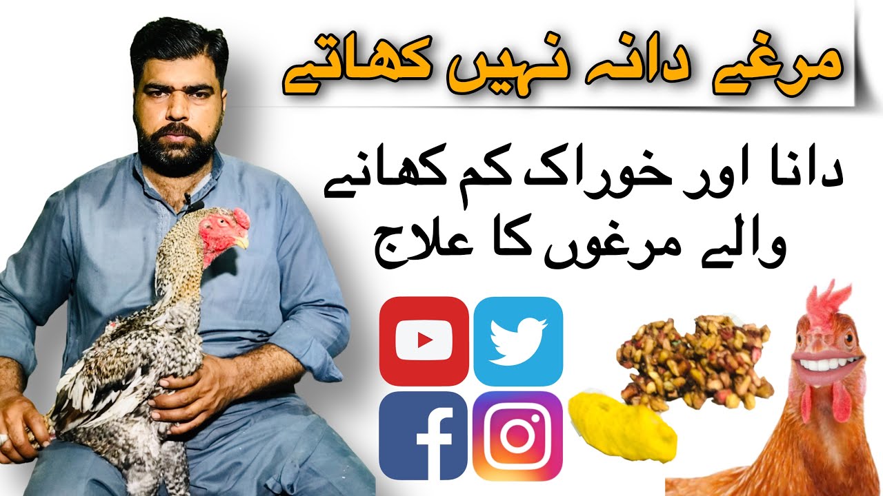 Aseel Not Eating Food | Murga Dana Na Khaye To Kya Karen |Murga Pot Bhar Ka Dana Khaye| Saleem JoGi