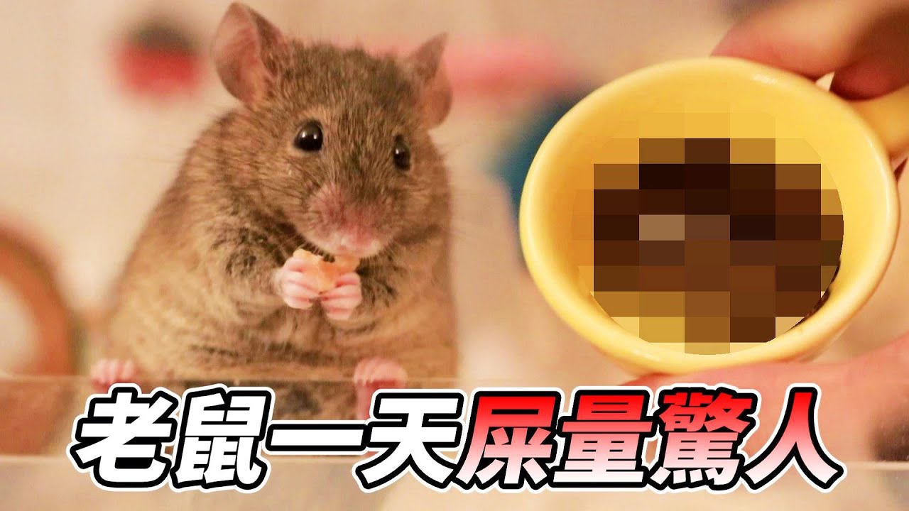 【維鼠日記】老鼠一天屎量驚人，肚子根本無底洞!!【維特】#81
