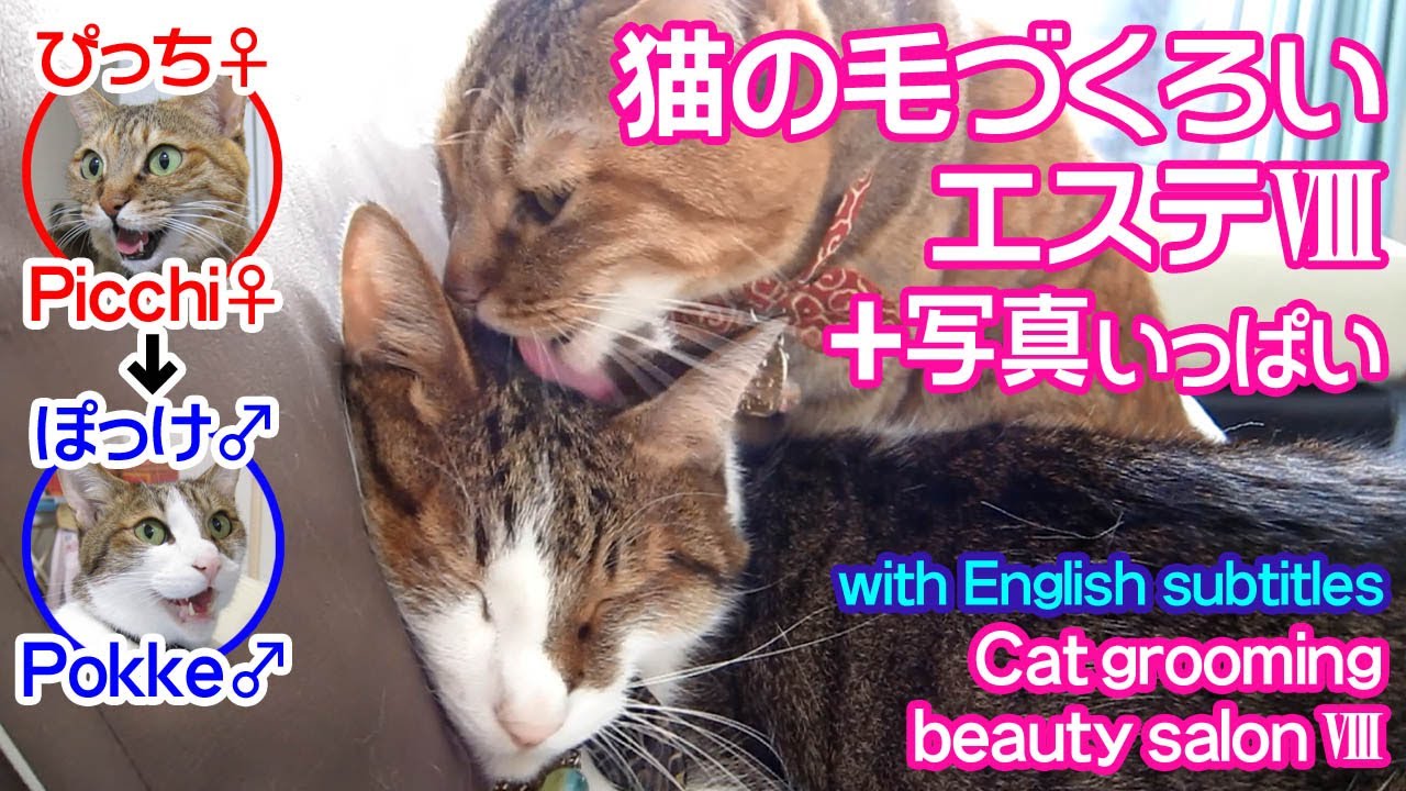 猫の毛づくろいエステⅧ　～サロン・ド・ぴっち♀→ぽっけ♂～Cat grooming beauty salon Ⅷ ～salon de Pokke♂→Picchi♀～2015.09.02.13780