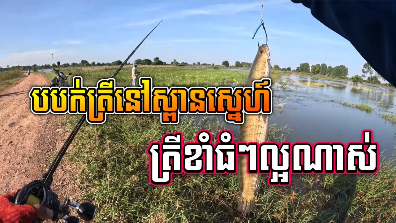 បបក់ត្រីនៅស្ពានស្នេហ៍ | តាសល់ | Fishing Snakehead Fish At Ta Soal 