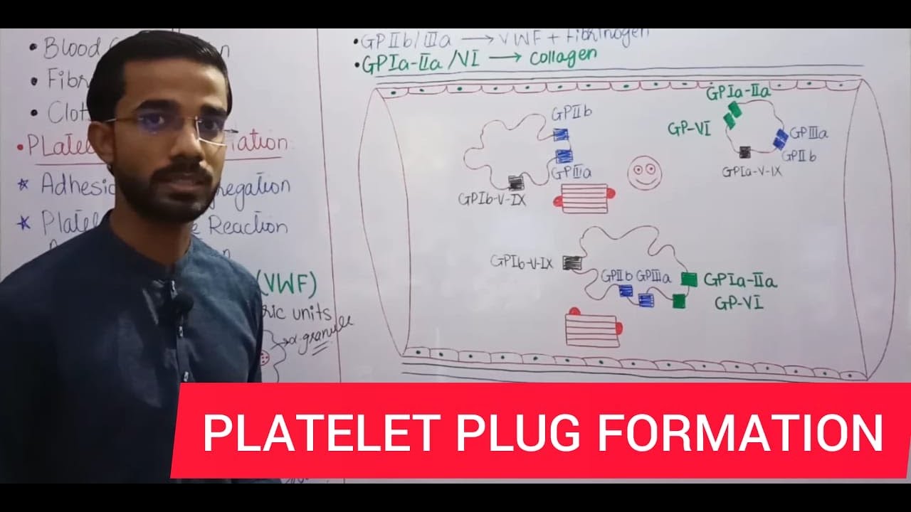 PLATELET PLUG FORMATION 