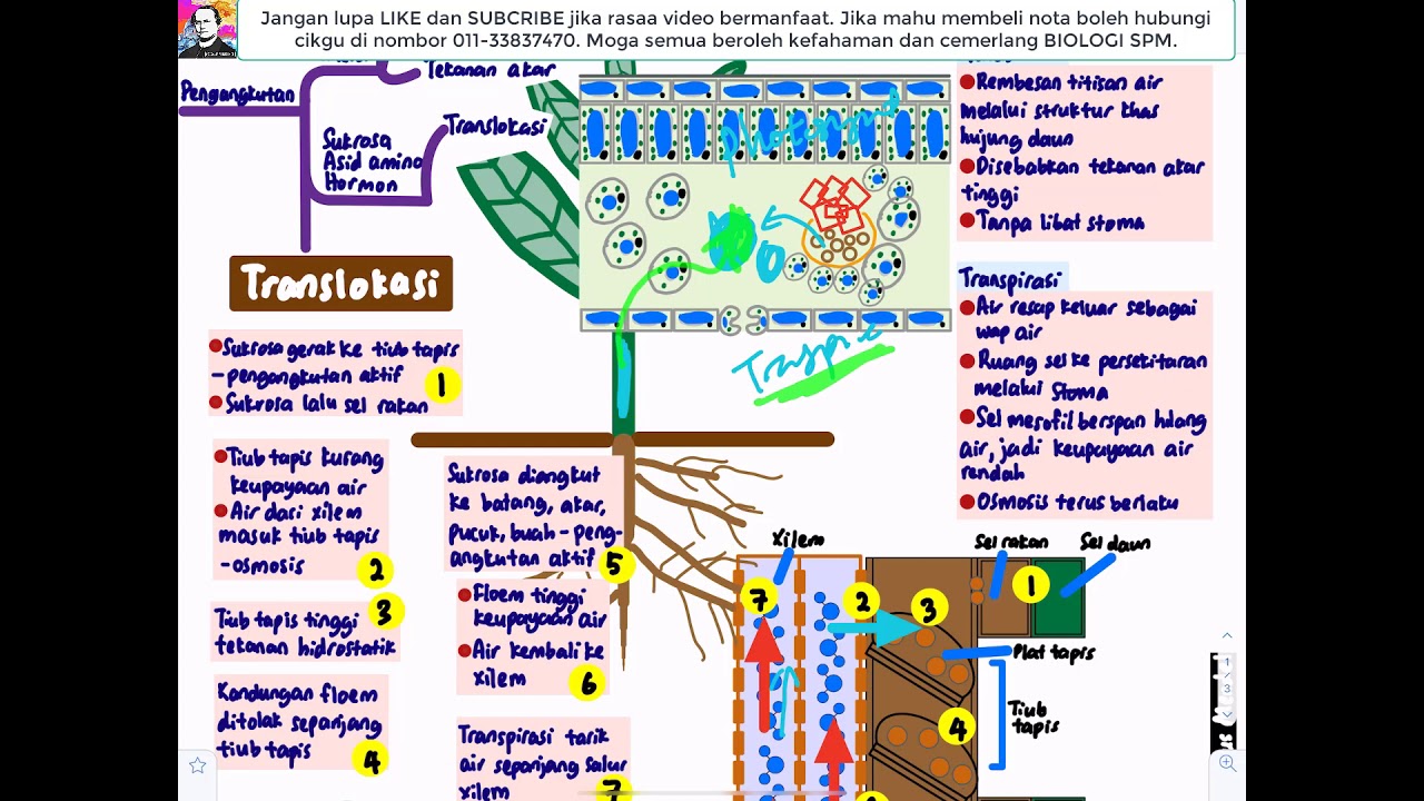 BIOLOGI KSSM T5- Bab 4 Pengangkutan dalam Tumbuhan