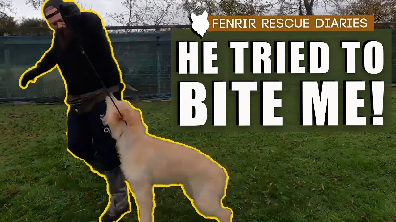 AGGRESSIVE GERMAN SHEPHERD TRIES TO BITE DOG TRAINER