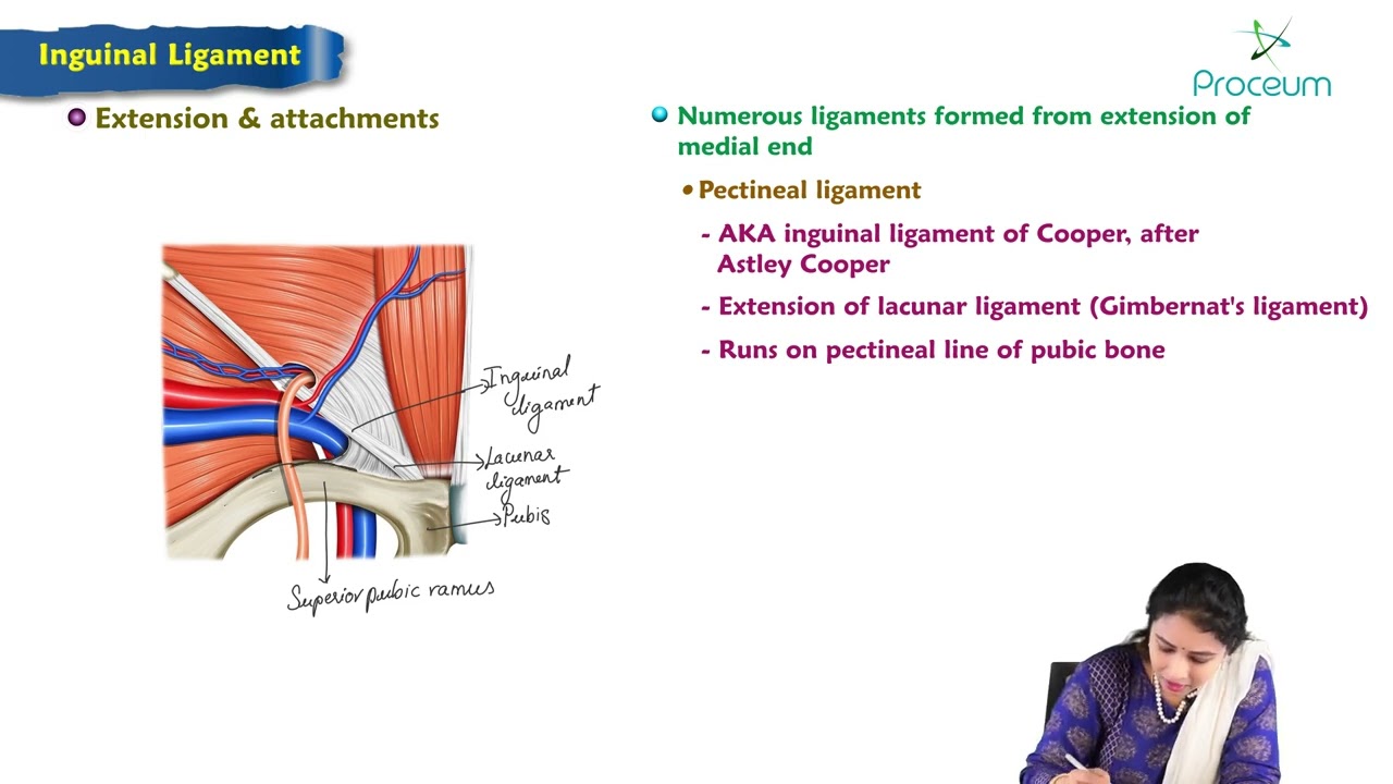 4. Inguinal Ligament : Anatomy of Abdomen
