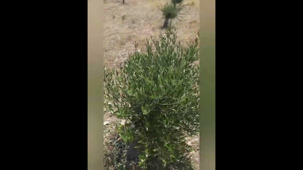 Οι εμβολιασμοί μου !(μπόλιασμα)