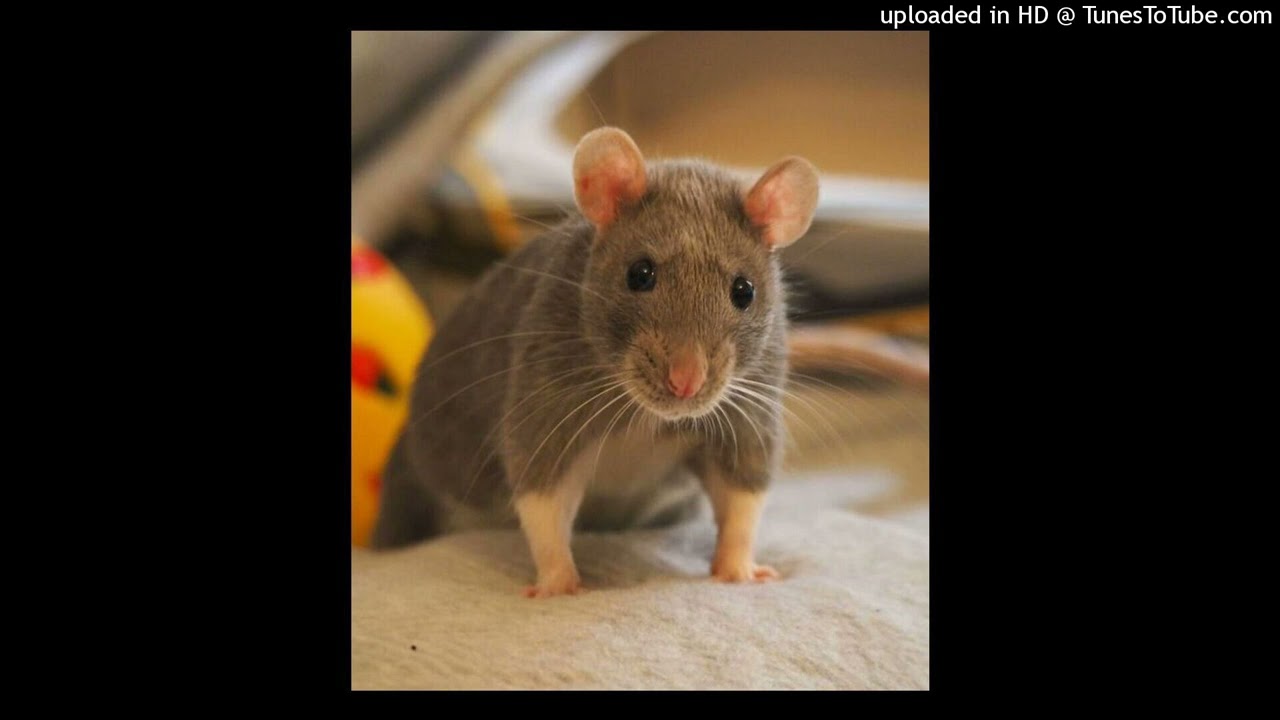 [FREE] Rat Sample Drill Type Beat - Gummo (@1alfio_ X LucasMadeThis)