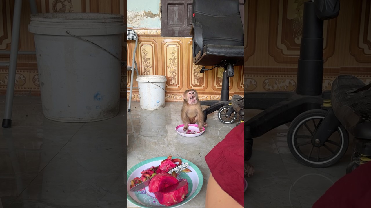 #shortvideo #thucung #monkey #david #cute #babymonkey #funny