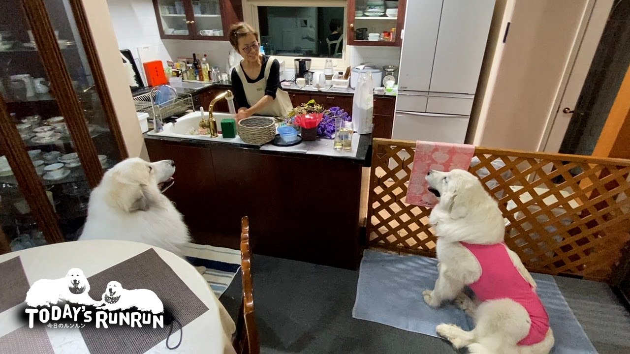 おやつ耐久戦を制したルンルンとアラン...敗北を知らない　Great Pyrenees　グレートピレニーズ