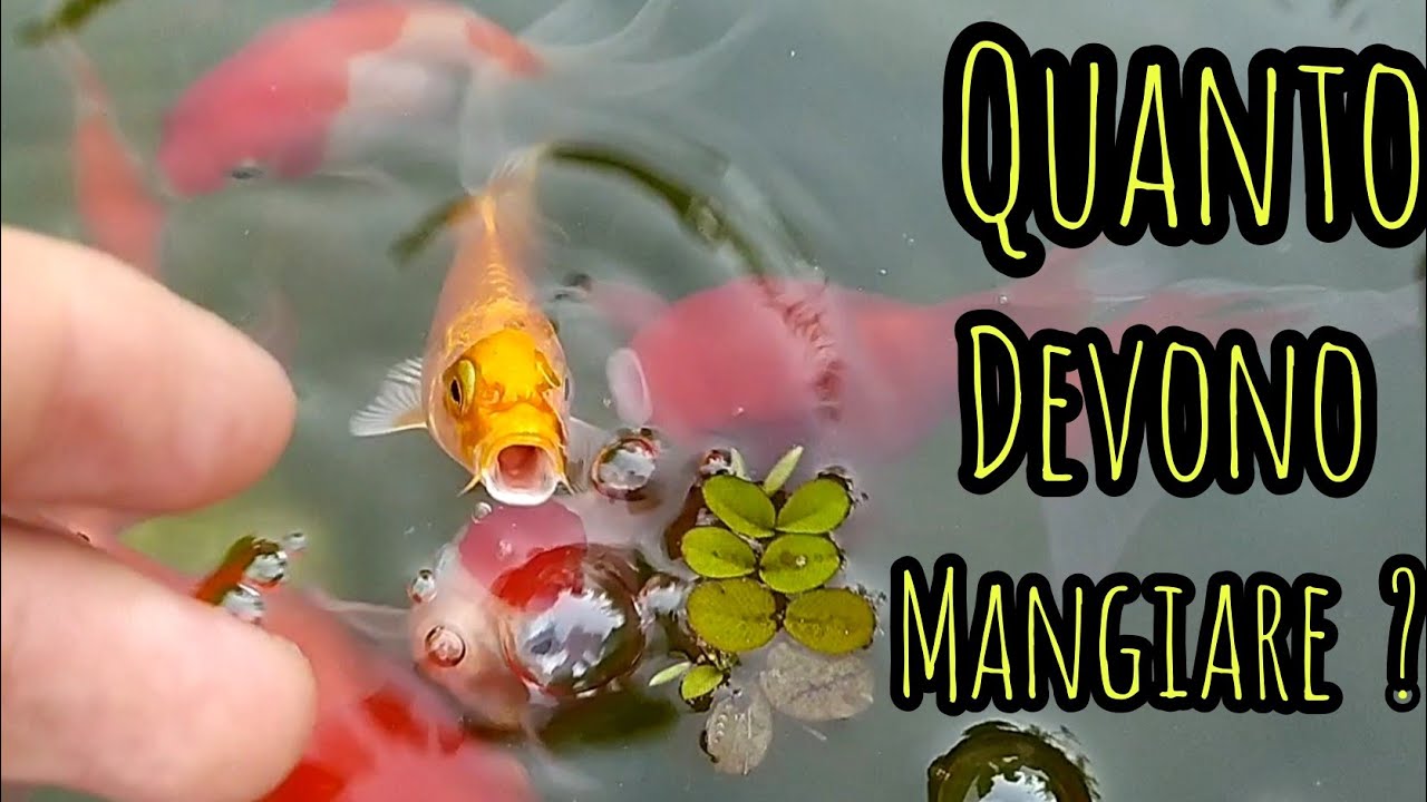 Quanto alimentare i nostri pesci? Come somministrarlo nelle nostre vasche?