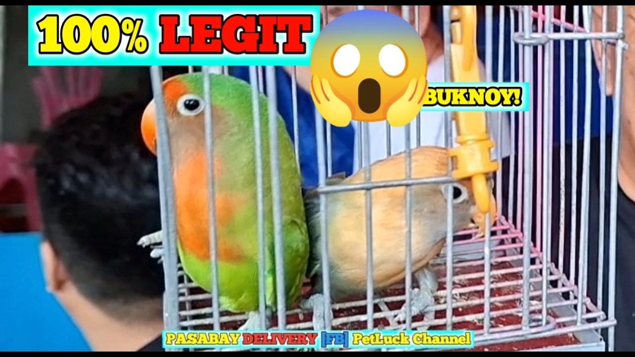 LOVEBIRDS SUPER SALE SA HULONG DUHAT MALABON PET MARKET