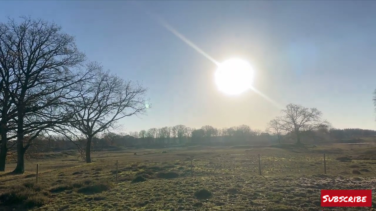 RELAXING IN NATURE ; VIRTUAL MORNING WALK IN THE WOODS