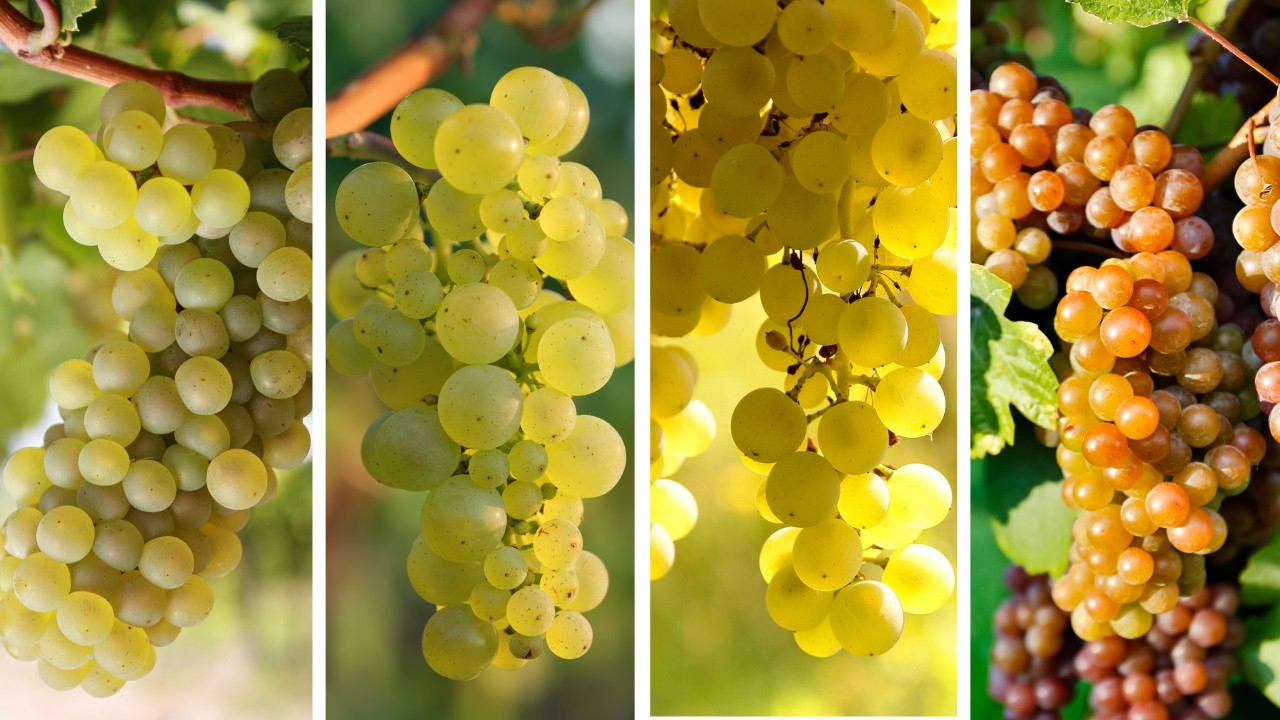 The 4 WHITE GRAPES Every Wine Drinker Must Know