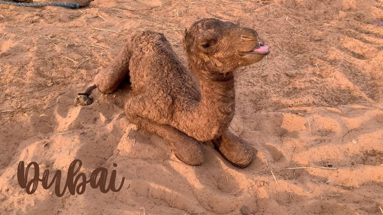 [4k]🇦🇪Dubai, UAE | New born Camel Calf standing for the first time
